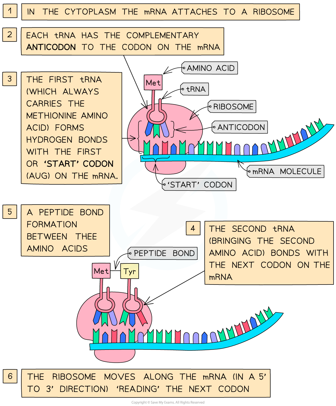 Stages of Protein Synthesis Edexcel IGCSE Biology Revision Notes 2019