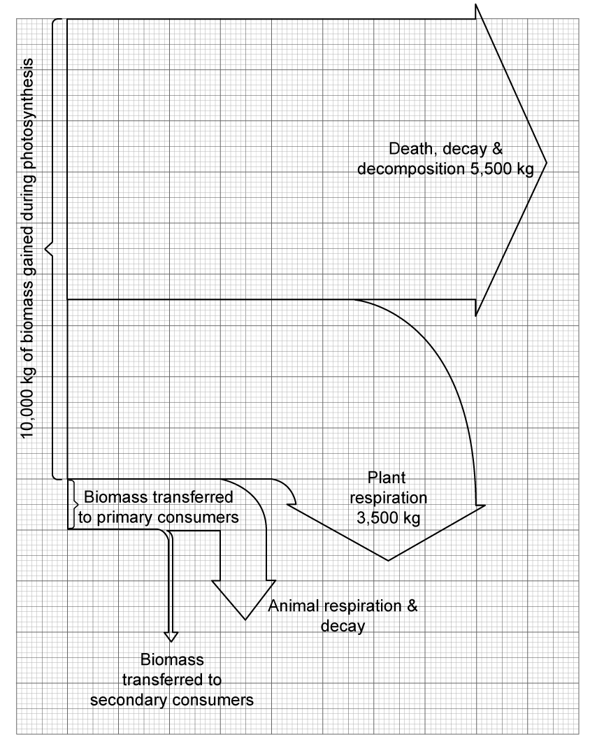 7.4 Trophic Levels in an Ecosystem | AQA GCSE Biology Topic Questions ...