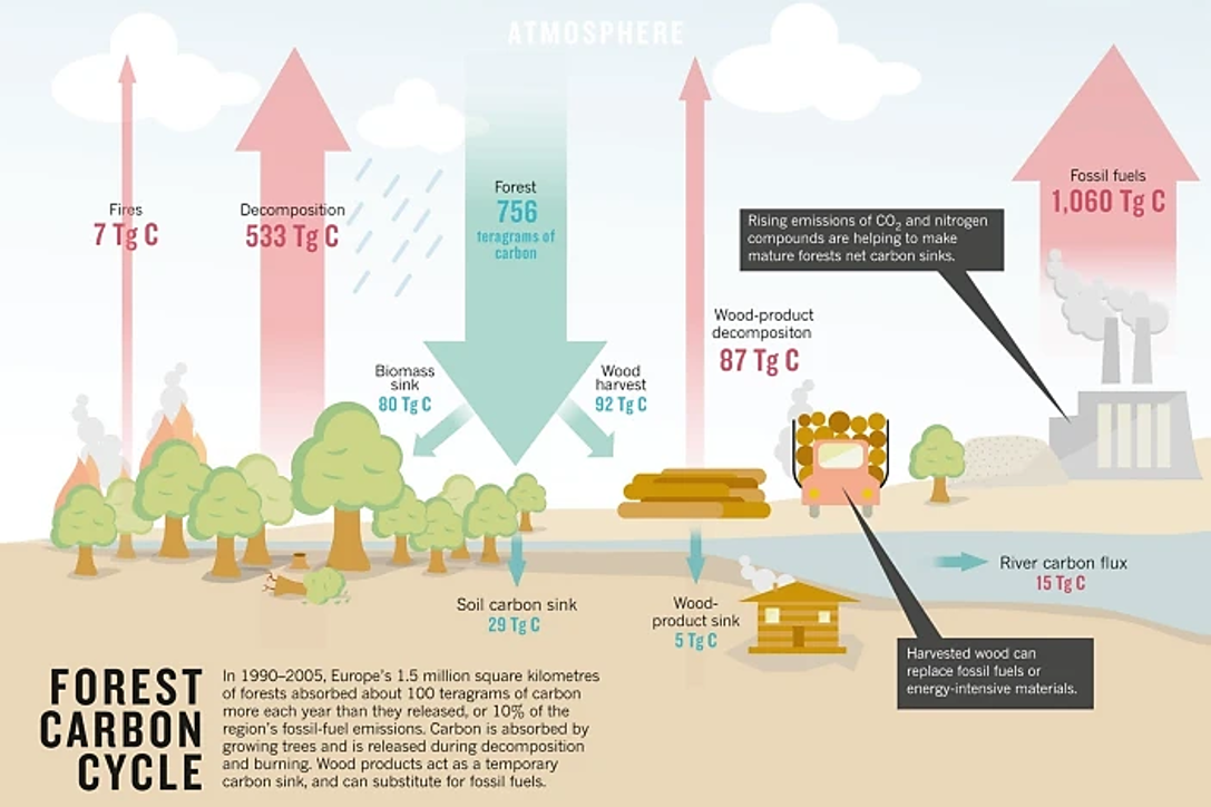 The Carbon Cycle AQA A Level Geography Questions & Answers 2018