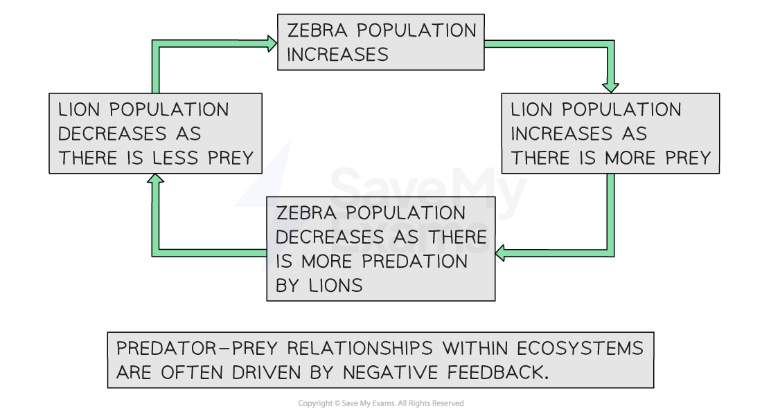 Positive & Negative Feedback SL IB Environmental Systems & Societies