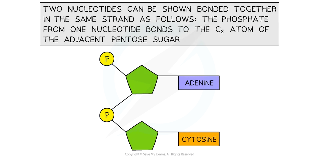 DNA RNA Structure HL IB Biology Revision Notes Diagram 2025 DNA RNA Structure HL IB Biology Revision Notes Diagram 2025