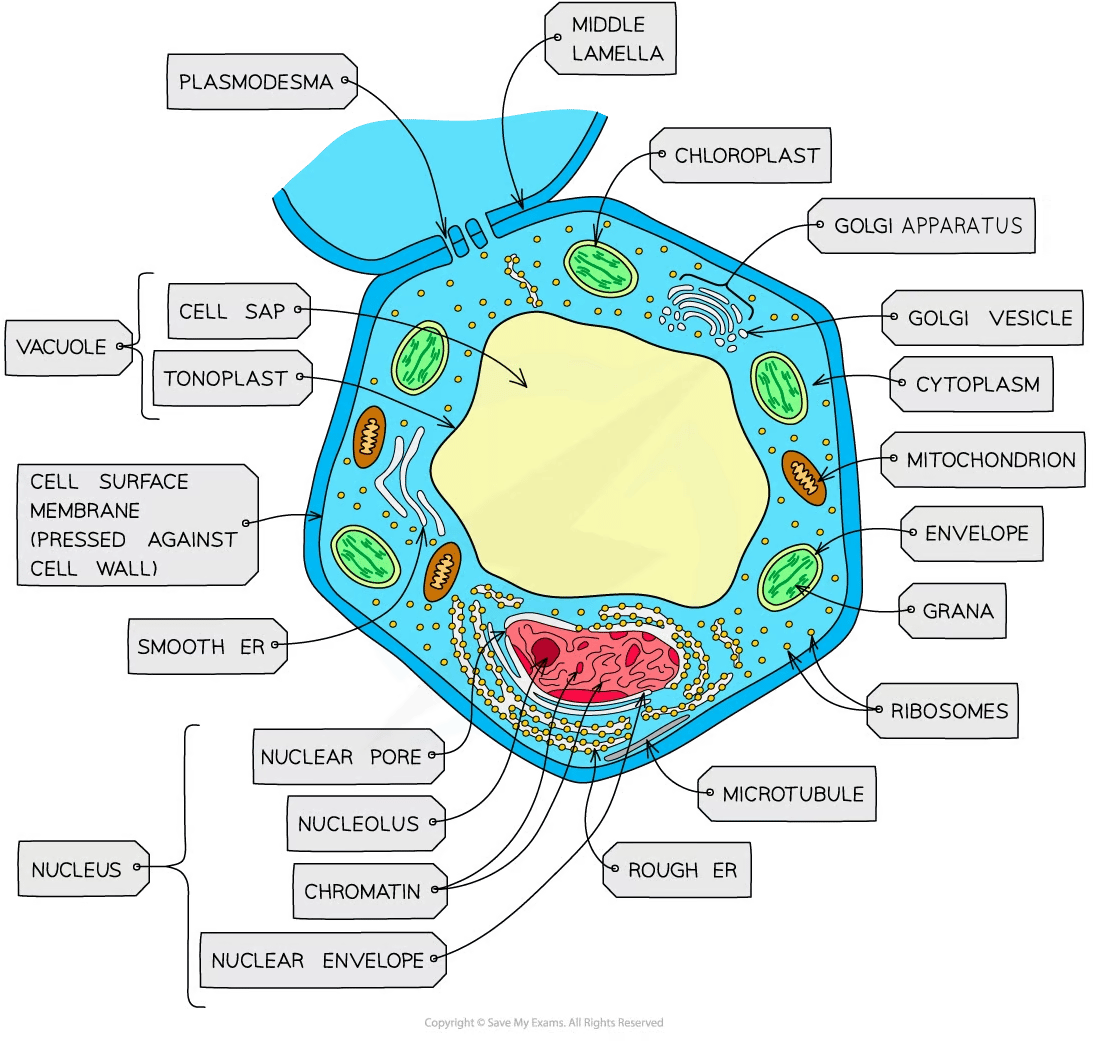 Cellular Organelles 1 College Board AP Biology Revision Notes 2020