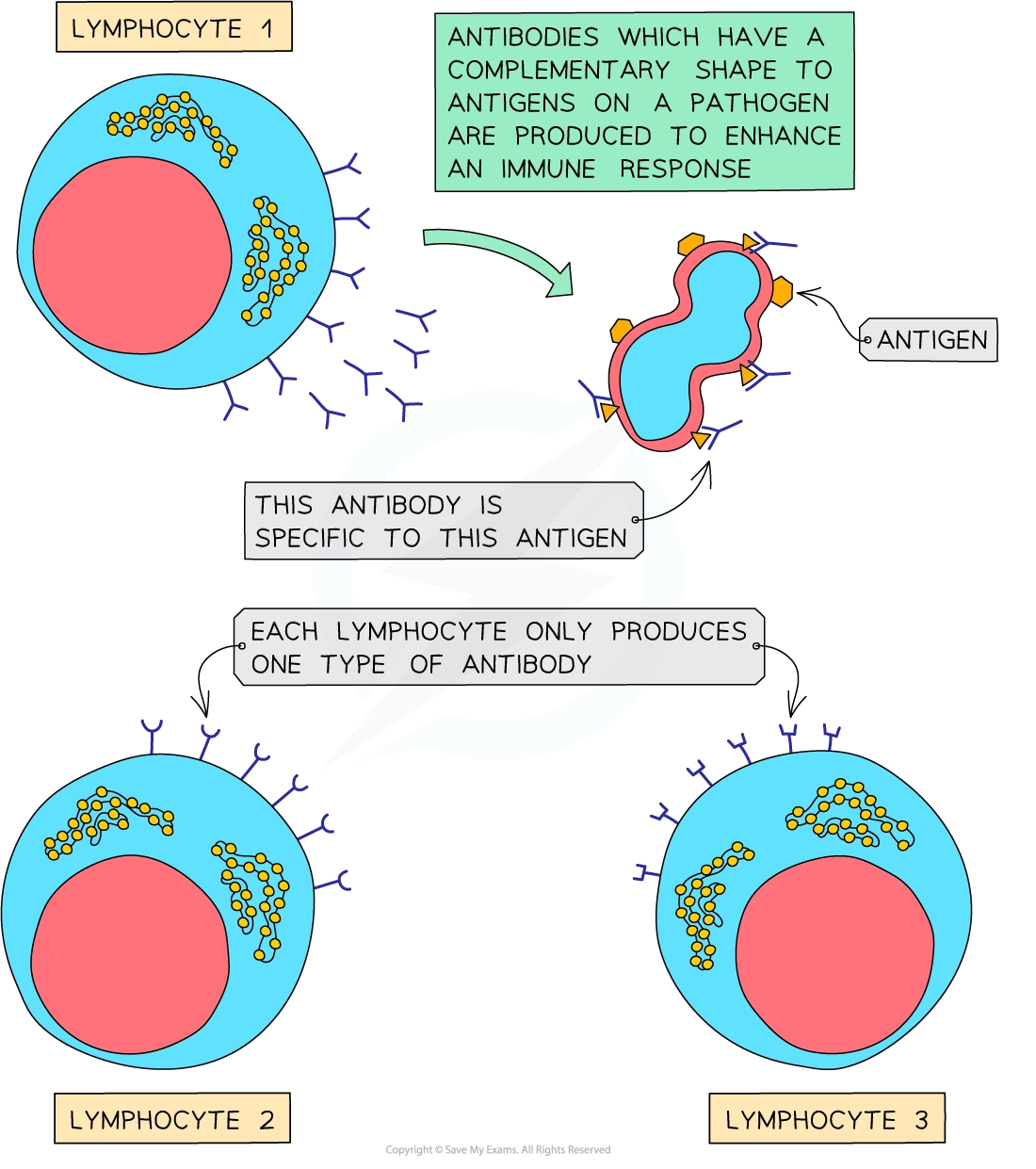 How Cells Communicate With Each Other College Board AP Biology Revision Notes 2020