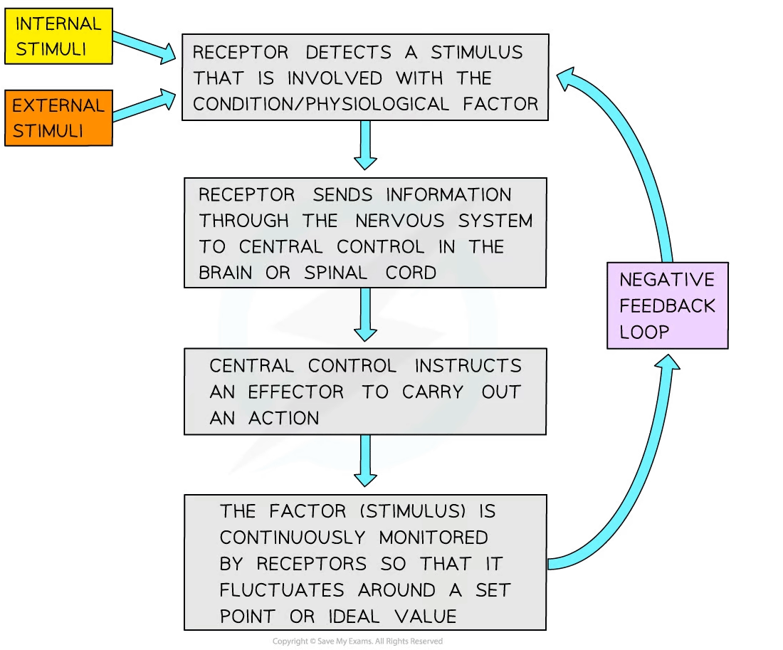The Role of Feedback Mechanisms College Board AP Biology Revision