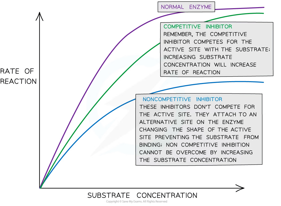 Enzyme Inhibition College Board AP Biology Revision Notes 2020 Save