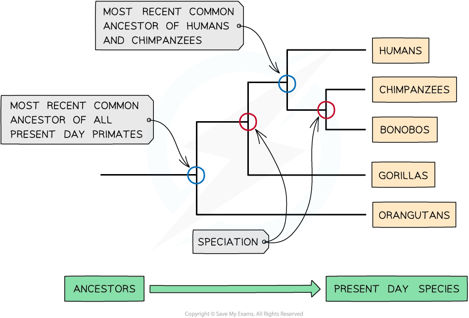 Evidence for Change in Organisms Over Time College Board AP Biology