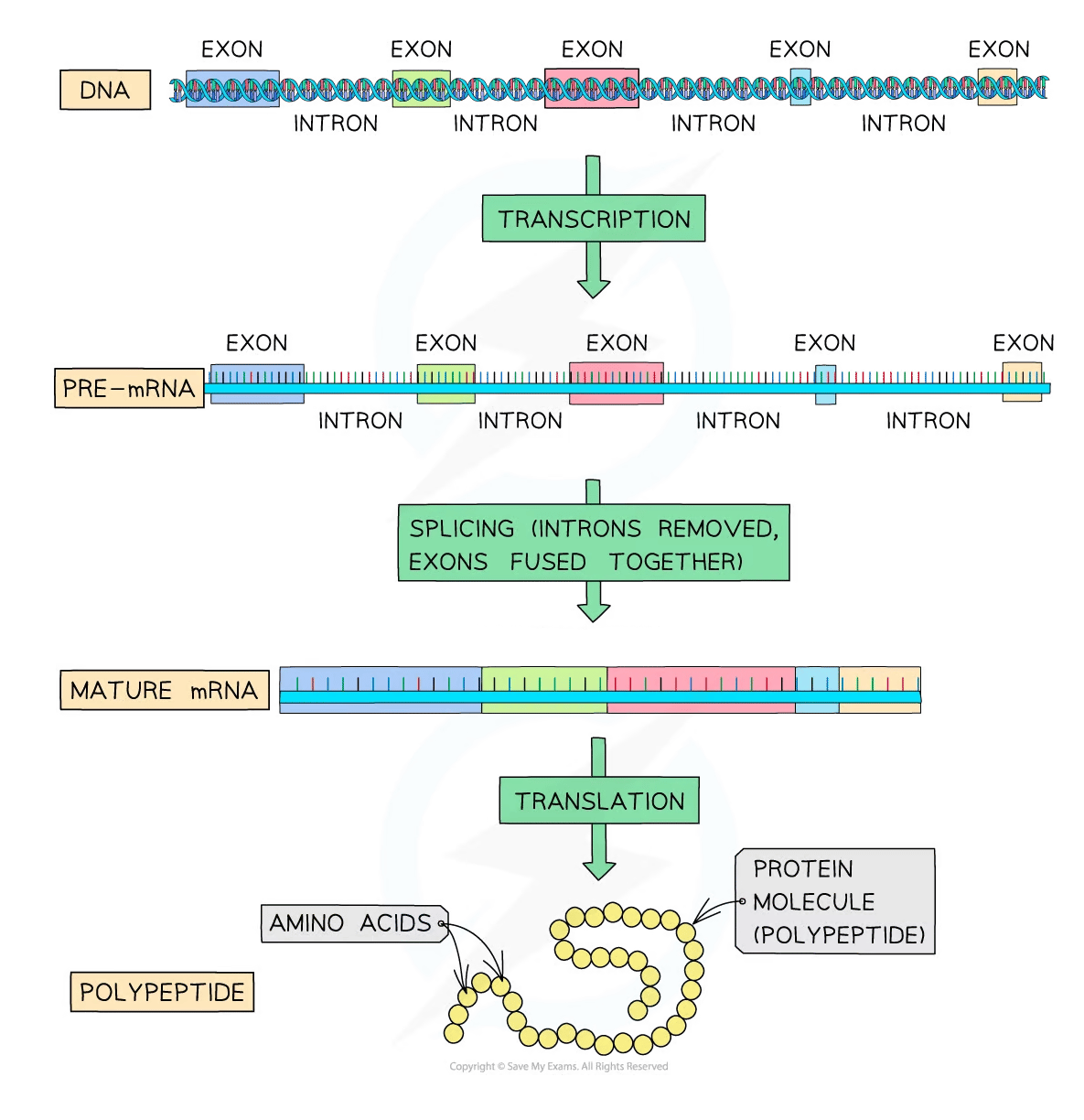 From DNA to mRNA College Board AP Biology Revision Notes 2020