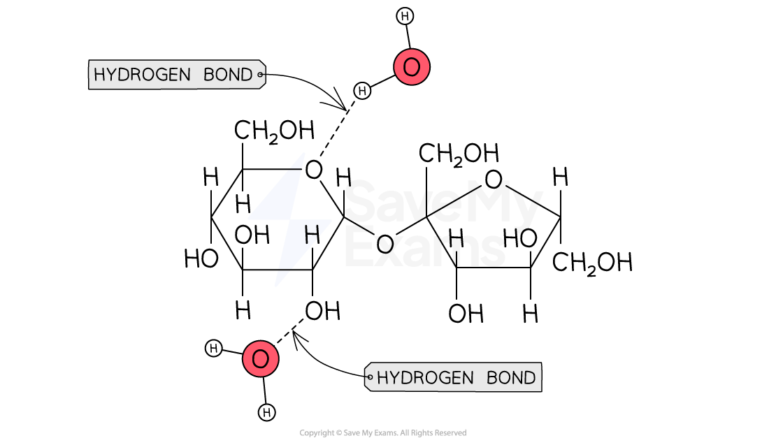 Interactions in Large Biomolecules College Board AP Chemistry