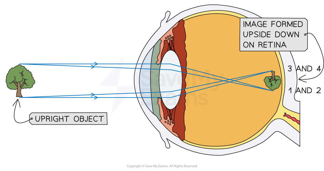 Structure of the Eye | AQA A Level Physics Revision Notes 2017