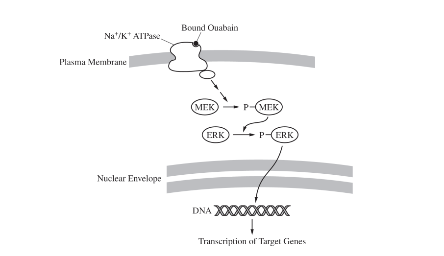 Introduction to Signal Transduction College Board AP Biology Topic