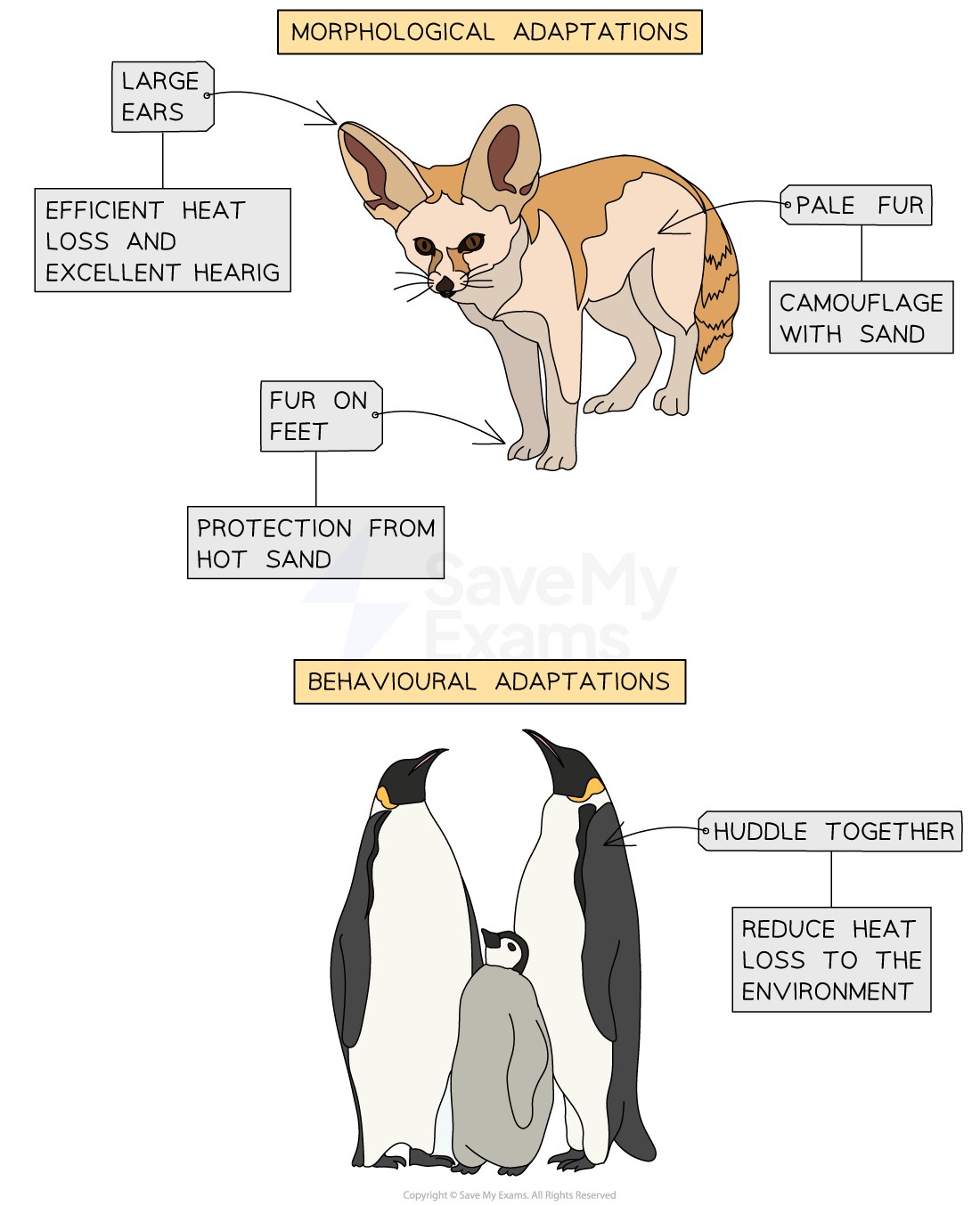 Morphological & Behavioural Adaptations | WJEC GCSE Biology: Combined