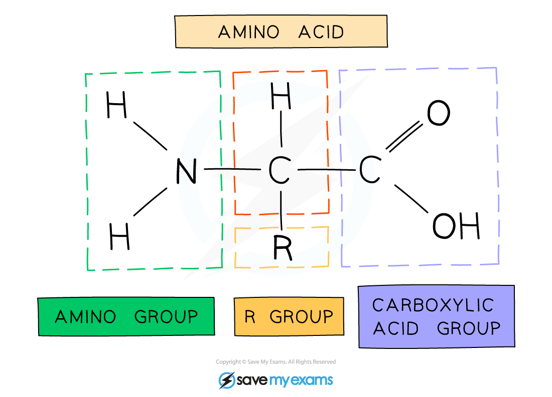 Amino acid groups, IGCSE & GCSE Chemistry revision notes