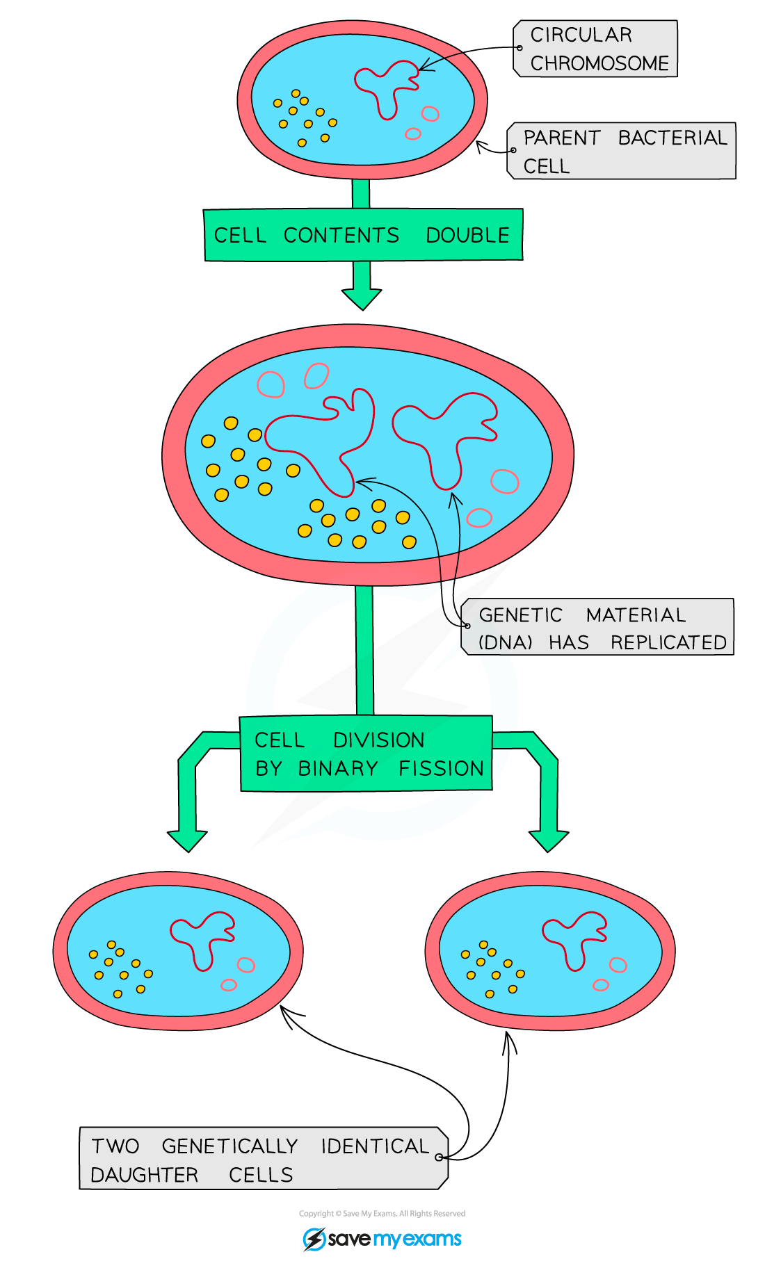 Binary fission in bacteria, IGCSE & GCSE Biology revision notes