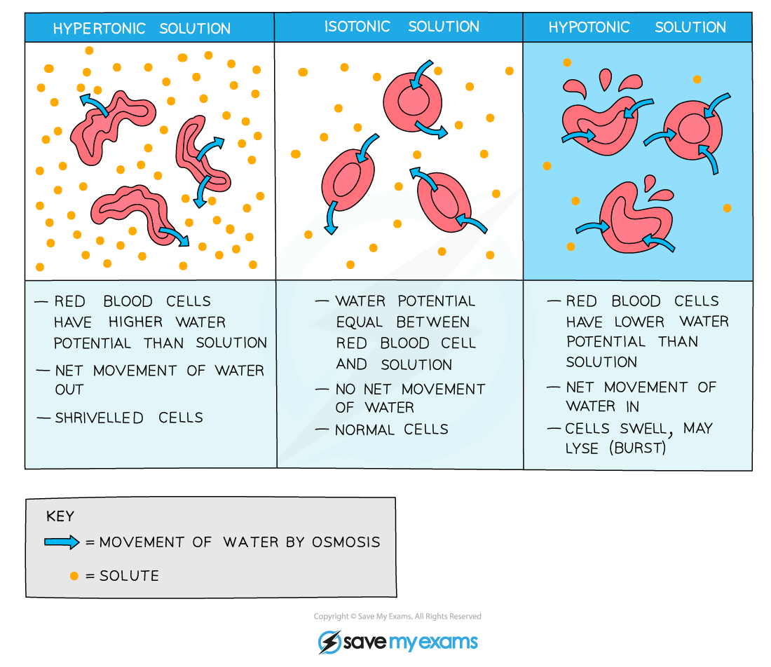 Osmosis AQA A Level Biology Revision Notes 2015 Osmosis AQA A Level Biology Revision Notes 2015