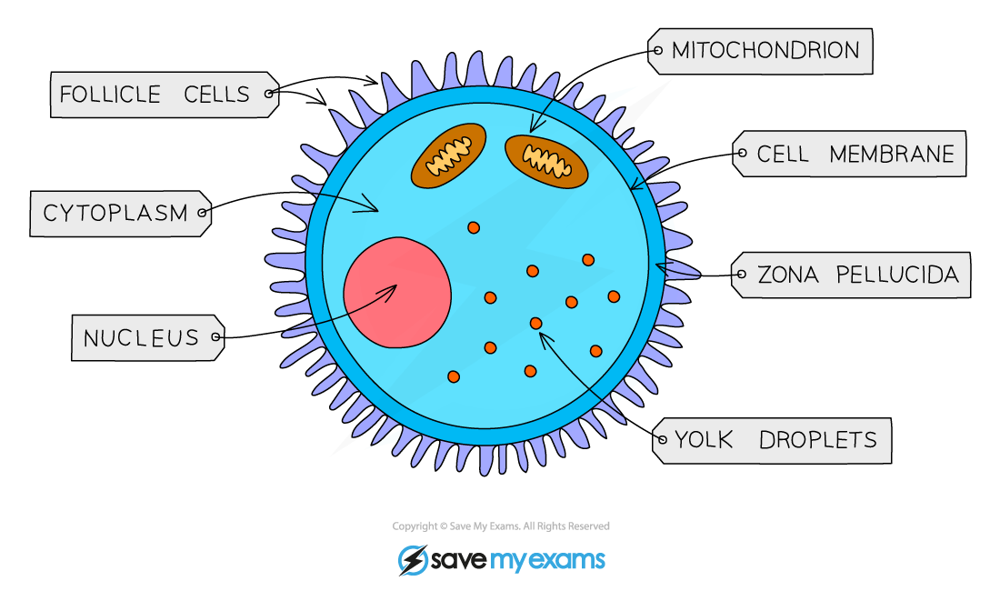 Mammalian Gametes Edexcel A Level Biology Revision Notes
