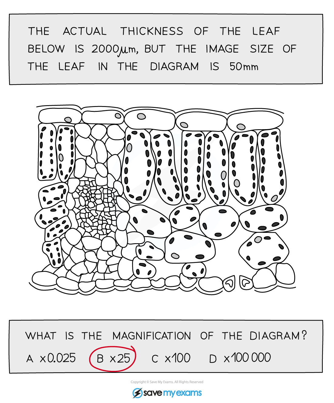 Example extended magnification question, IGCSE & GCSE Biology revision notes