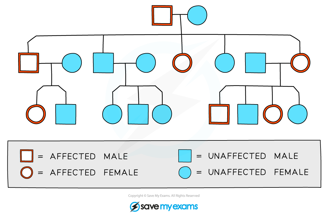 Family pedigree chart