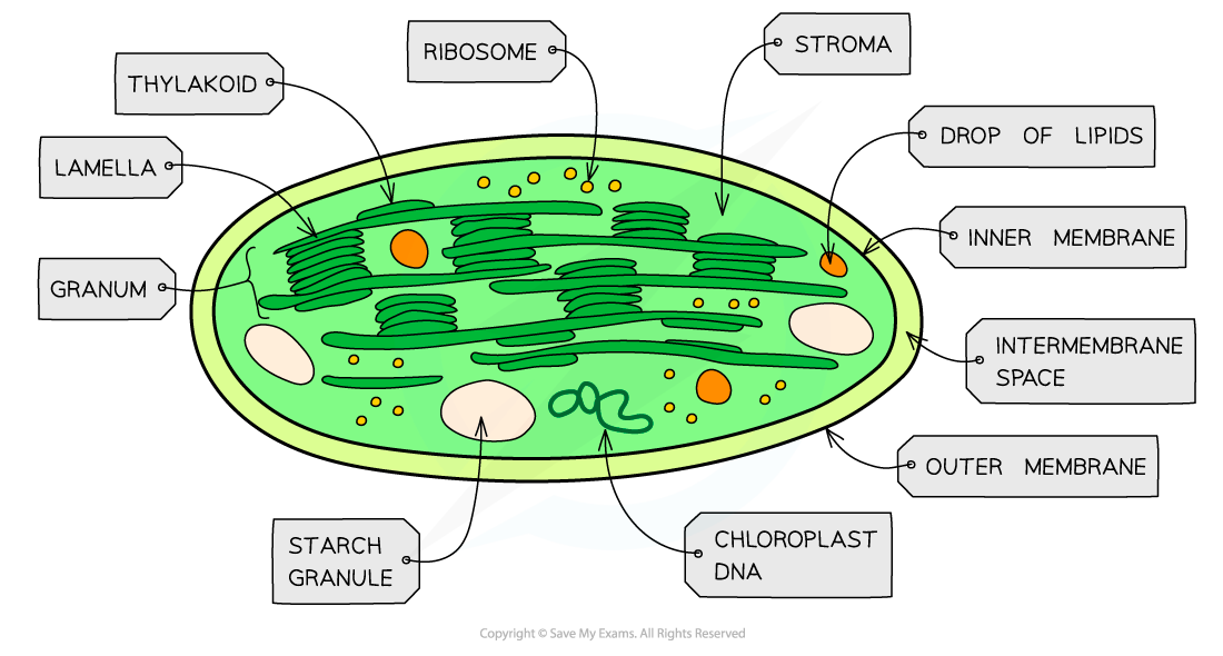 Structure Of Chloroplast Edexcel A Level Biology