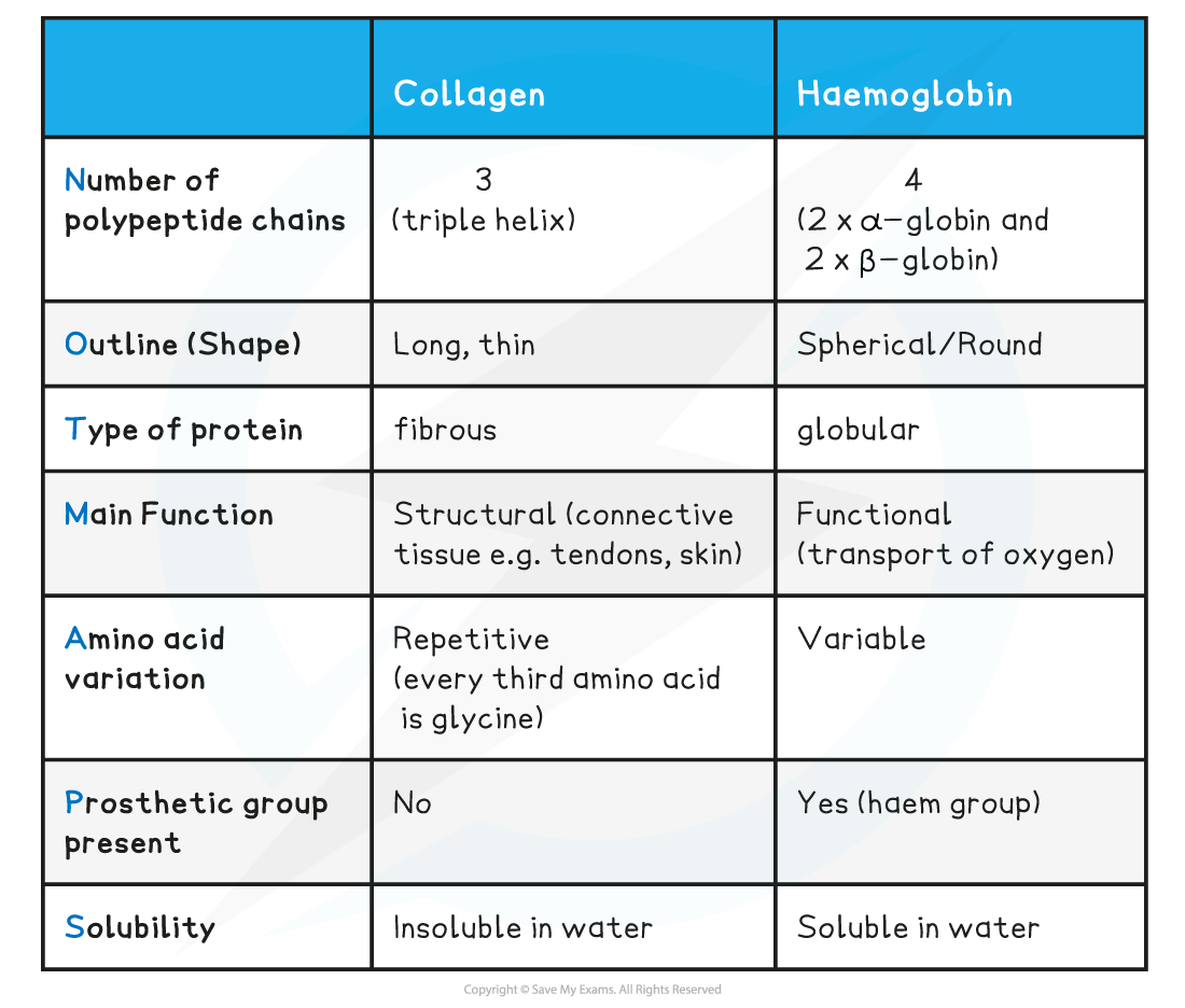 Comparison between collagen & haemoglobin table, downloadable AS & A Level Biology revision notes