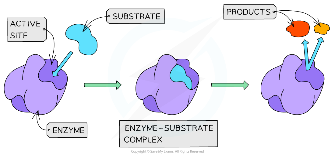 Enzymes Roles Modes Of Action Edexcel International A Level IAL 