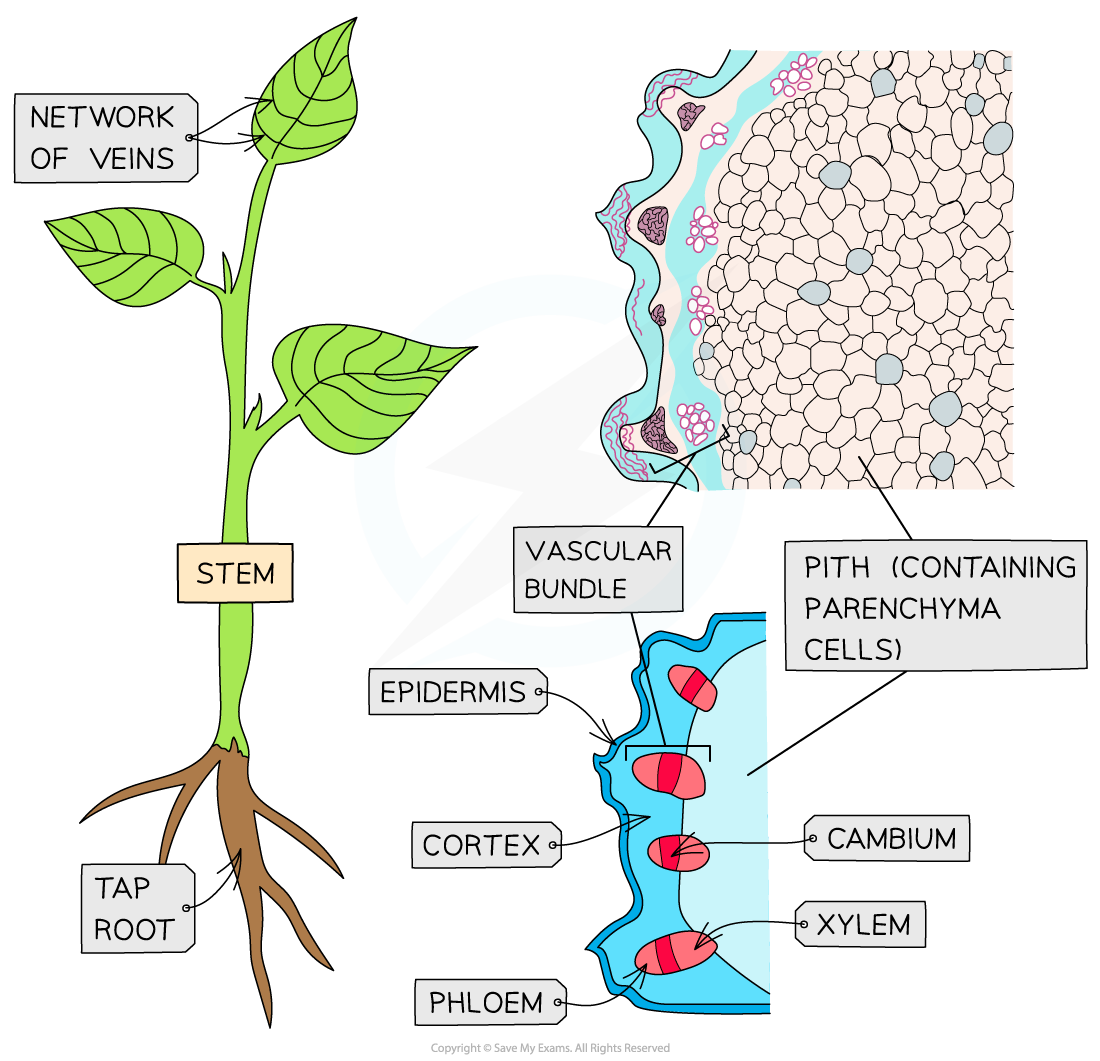 Drawing Root Stem Structure Skills DP IB Biology Revision Notes 2023 Drawing Root Stem Structure Skills DP IB Biology Revision Notes 2023