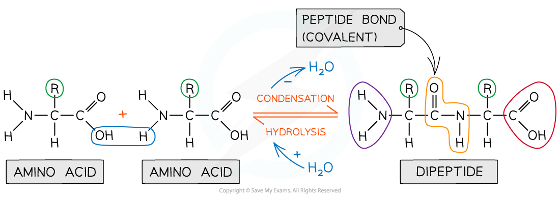 Dipeptide formation, downloadable AS & A Level Biology revision notes