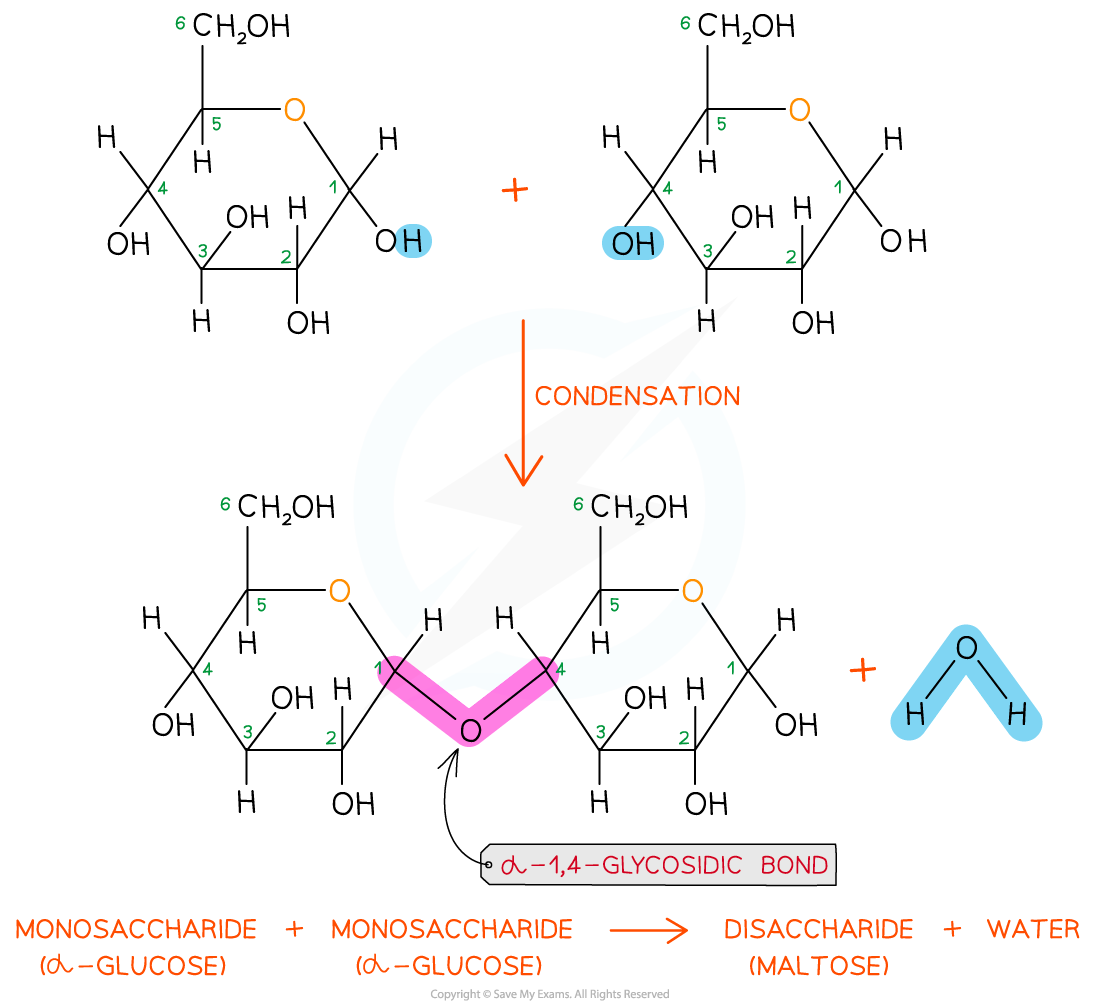 Glycosidic Bond A Level Biology Revision Notes