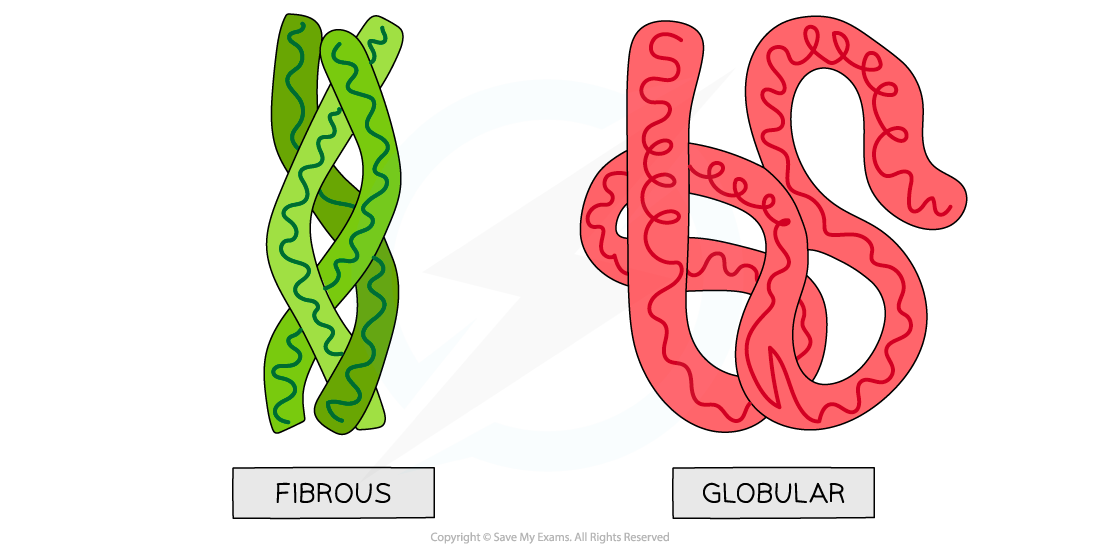 Globular and Fibrous, downloadable AS & A Level Biology revision notes