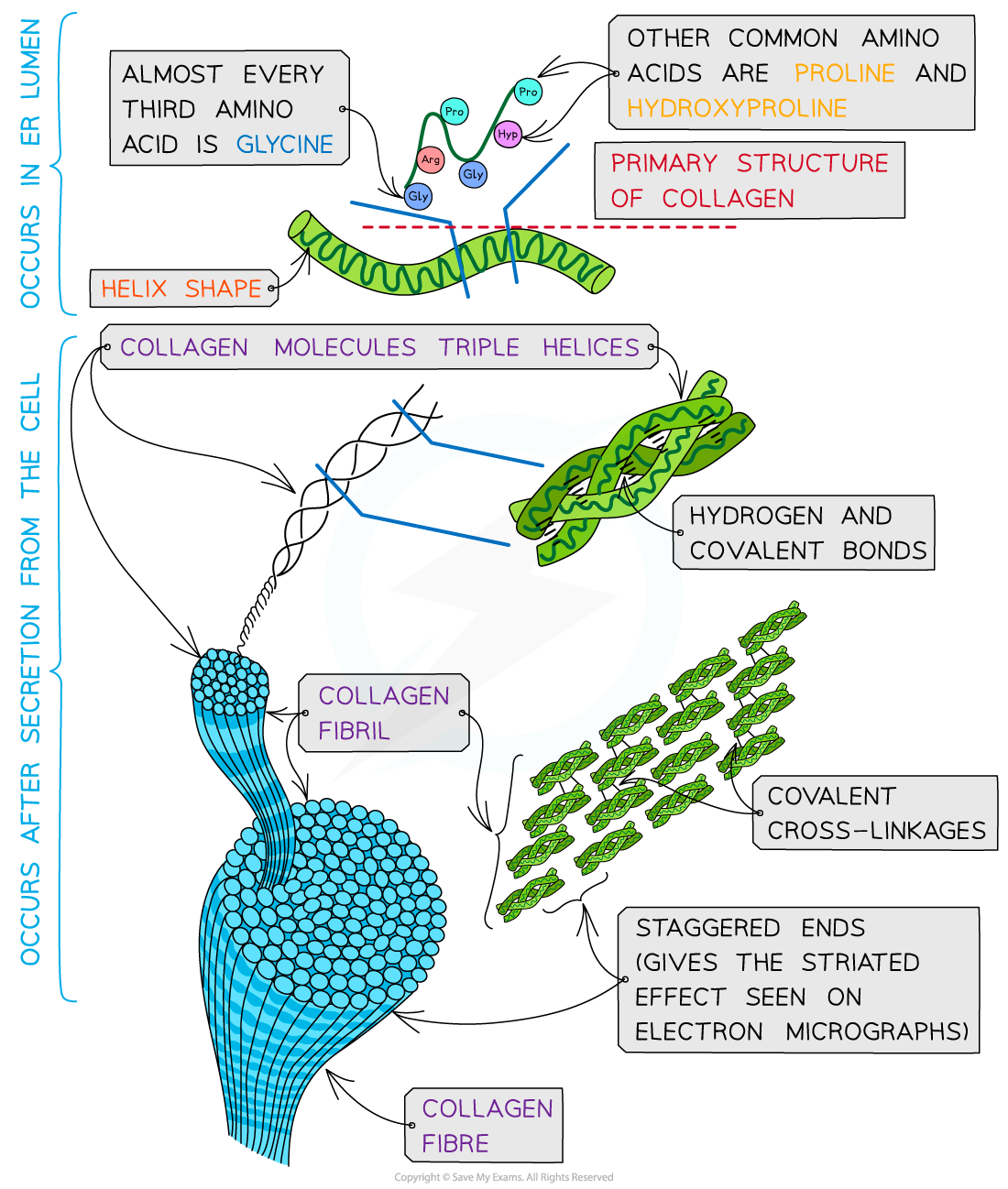 Molecular Structure of Collagen, downloadable AS & A Level Biology revision notes