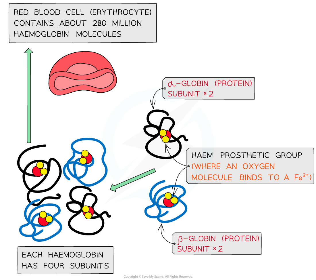 Molecular structure of haemoglobin