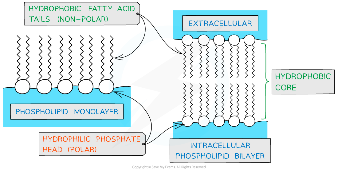 Lipids Ester Bonds OCR A Level Biology Revision Notes 2023 Lipids Ester Bonds OCR A Level Biology Revision Notes 2023