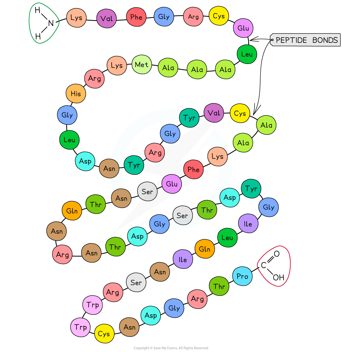 Diagram to show the structure of a primary protein