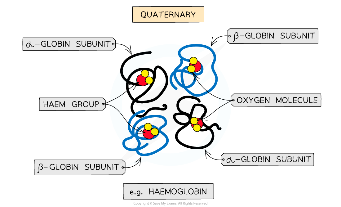 Quaternary structure, downloadable AS & A Level Biology revision notes