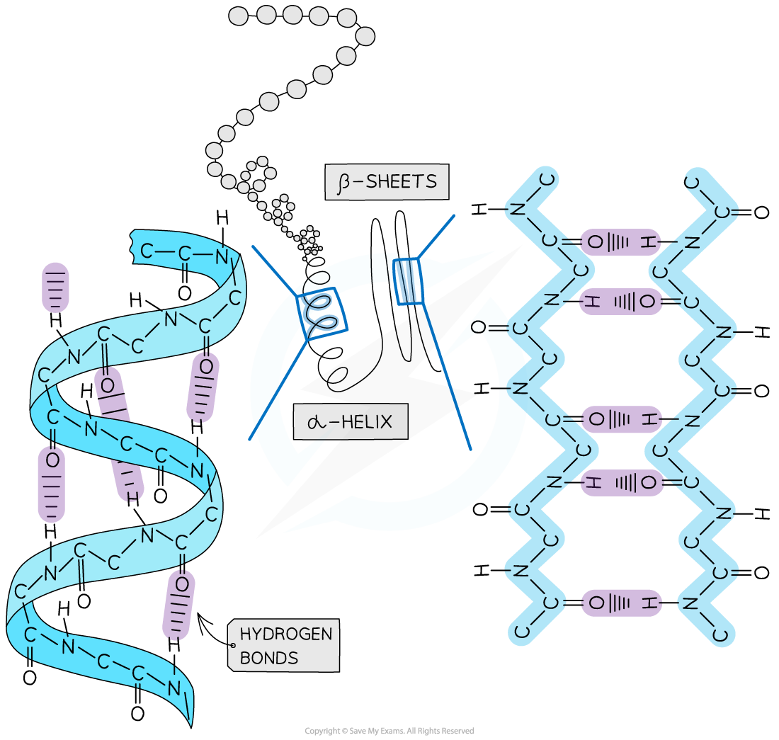 Secondary structure, downloadable AS & A Level Biology revision notes