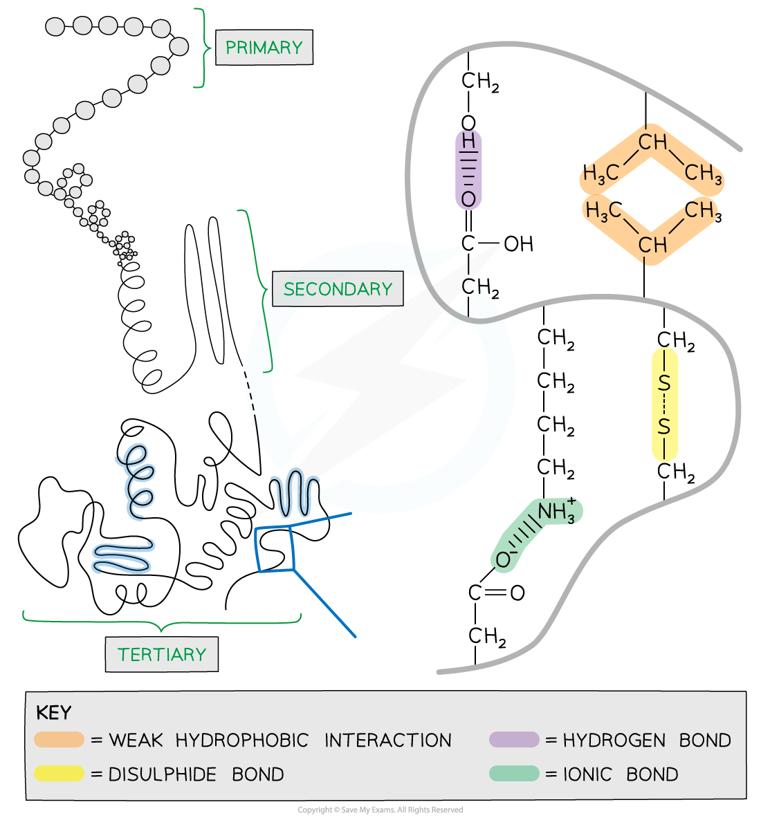 Structure of tertiary proteins