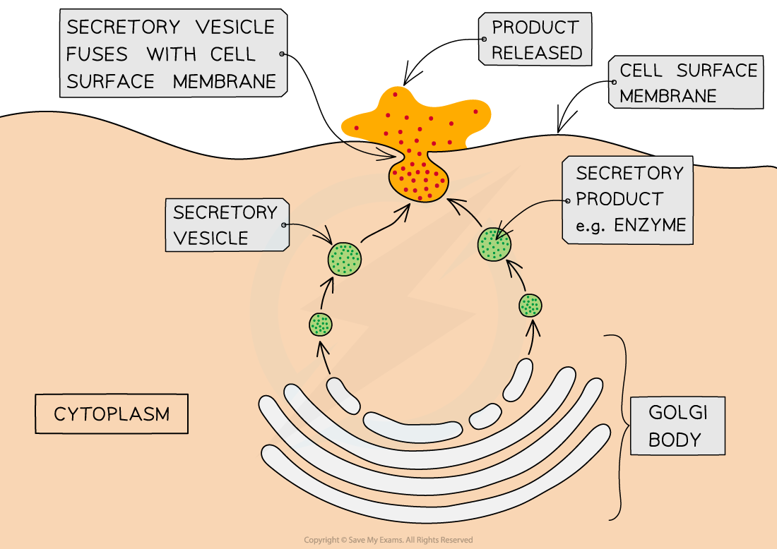 Exocytosis in a secretory cell