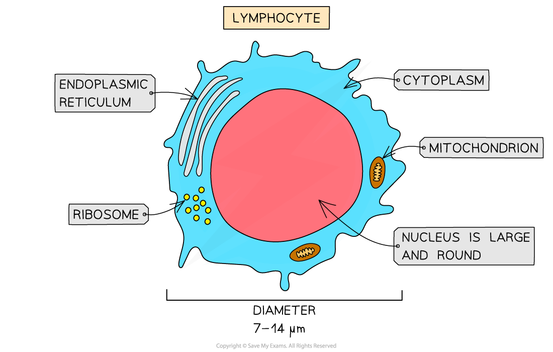 Components Of Blood Cambridge CIE O Level Biology Revision Notes 2021 Components Of Blood Cambridge CIE O Level Biology Revision Notes 2021