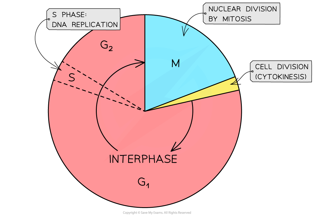 the-cell-cycle-diagram