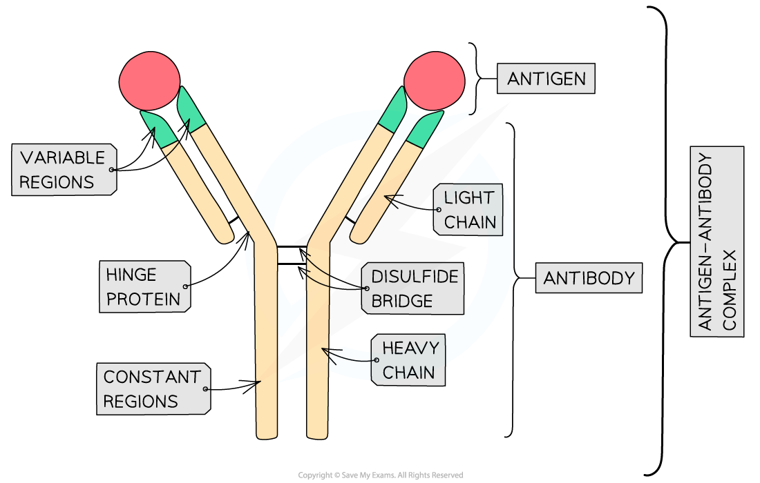 Correctly Label The Structure Of An Antibody Correctly Label The Structure Of An Antibody