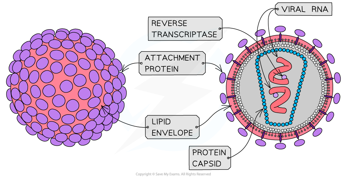 Structure Of Bacteria And Viruses Edexcel A Level Biology