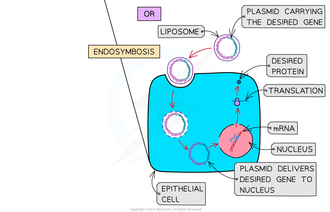 Gene therapy (3), downloadable AS & A Level Biology revision notes