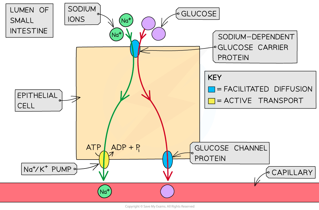 Active Transport Co transport AQA AS Biology Revision Notes 2015 Active Transport Co transport AQA AS Biology Revision Notes 2015