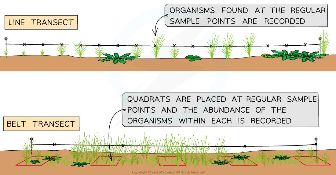 Image showing how a line transect and a belt transect are carried out in a habitat