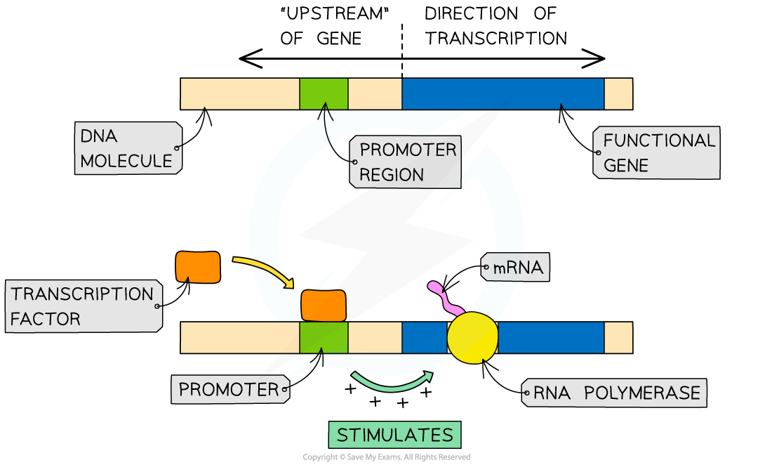 Regulation Of Gene Expression AP Biology Study Guide