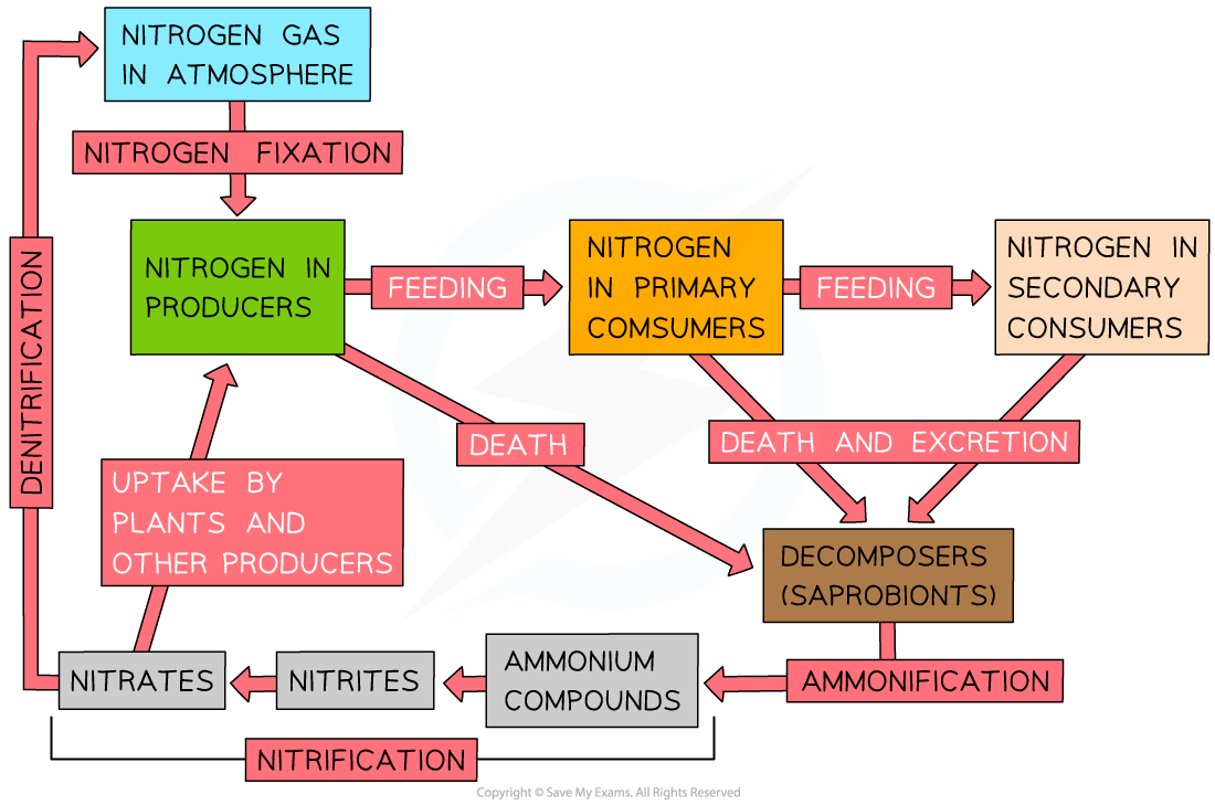 Nutrient Cycles AQA A Level Biology Revision Notes 2015