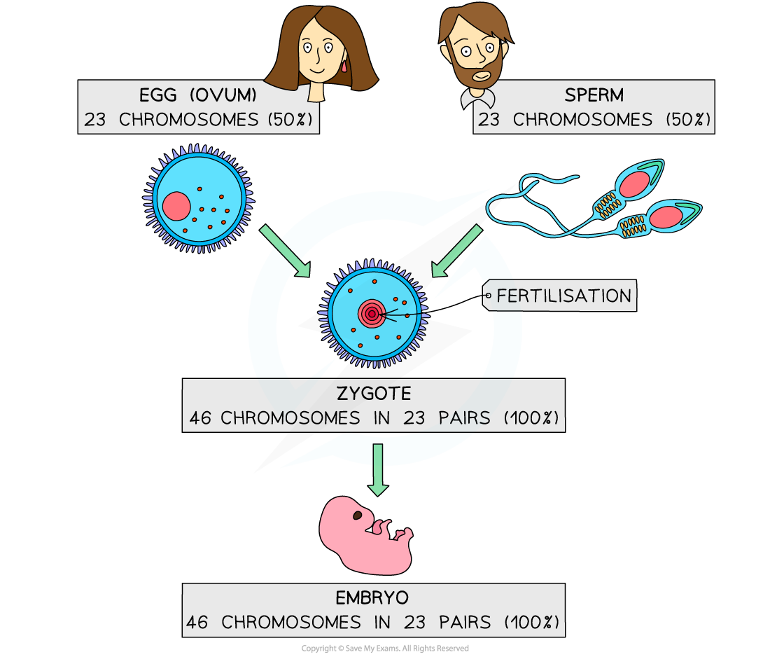 Mammalian Gametes Edexcel International A Level IAL Biology 