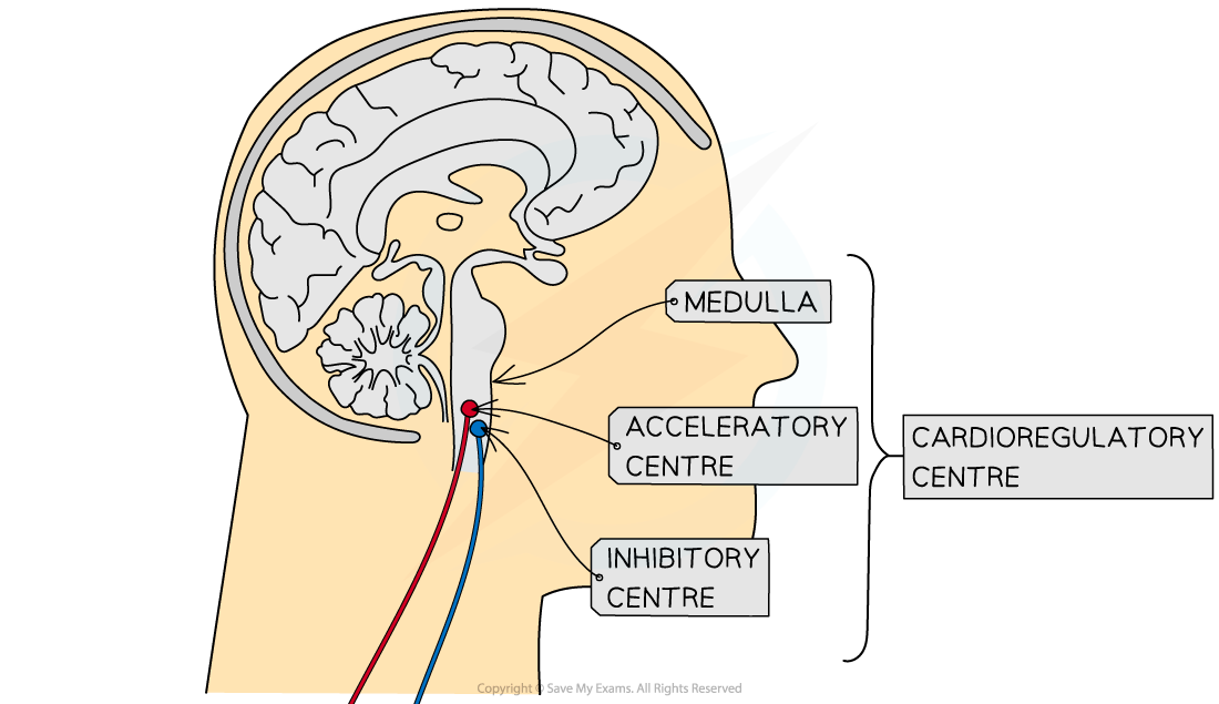 Nervous system control of heart rate 1