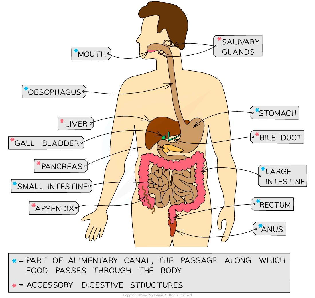 Digestive System IGCSE Biology Revision Notes Digestive System IGCSE Biology Revision Notes