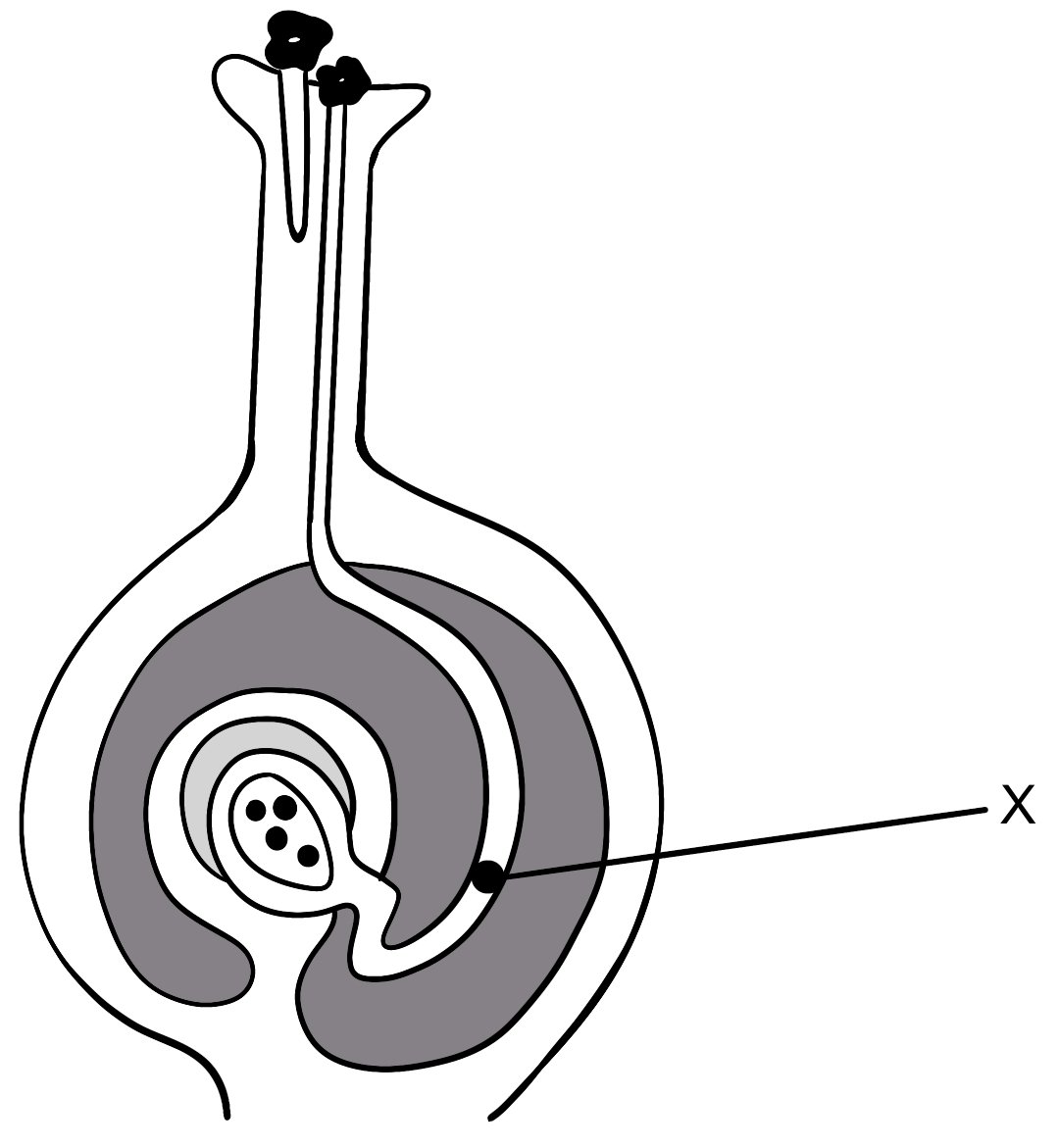 q6_9-4_reproduction_in_plants_ib_biology_hl_mcq