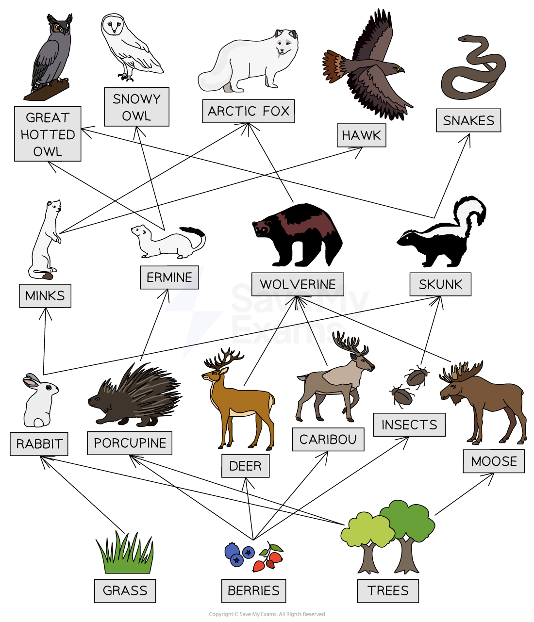 Food web diagram showing a tundra ecosystem with animals and plants, including owls, fox, hawk, wolverine, deer, grass, berries, and trees, with arrows.